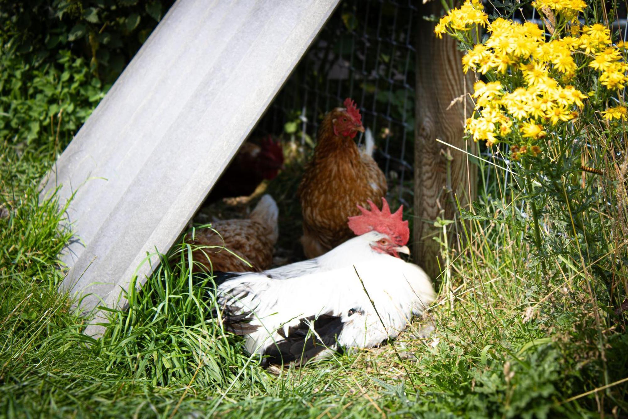 Home Farm & Lodge Bawtry Exteriör bild